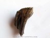 DENT DE MAMMOUTH: mammuthus primigenius (13)
