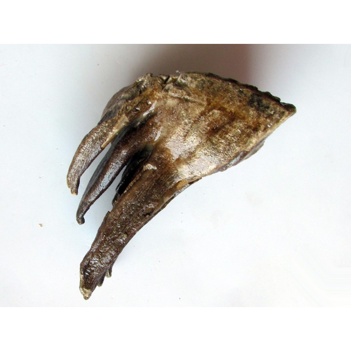 DENT DE MAMMOUTH:  mammuthus primigenius (13)