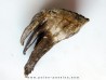 DENT DE MAMMOUTH: mammuthus primigenius (13)