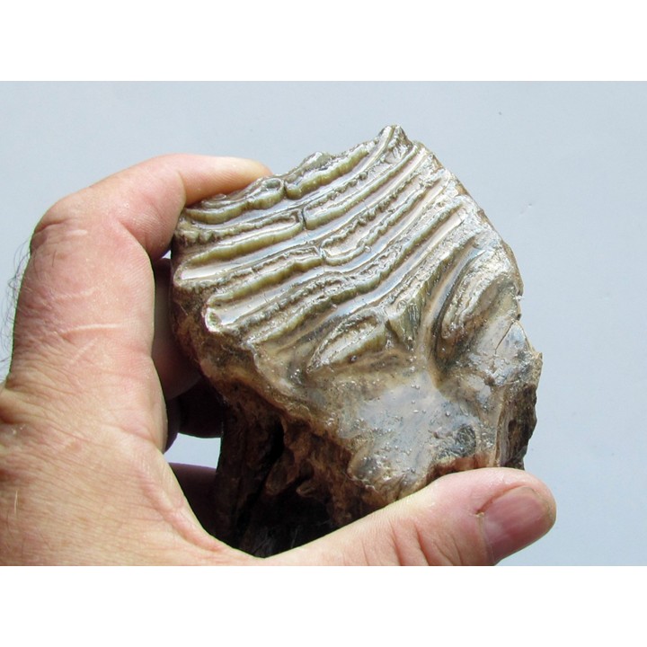 DENT DE MAMMOUTH:  mammuthus primigenius (13)