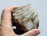 DENT DE MAMMOUTH: mammuthus primigenius (13)