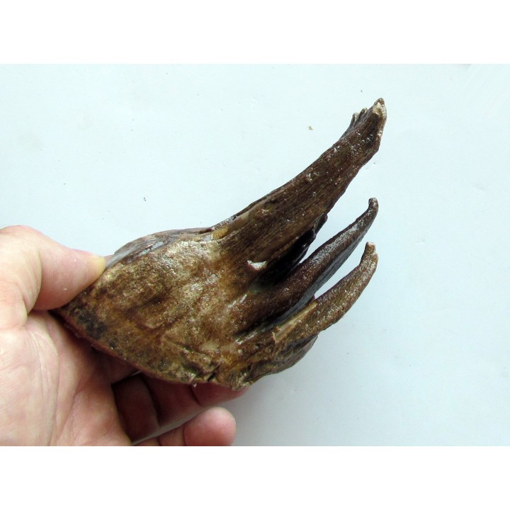 DENT DE MAMMOUTH:  mammuthus primigenius (13)