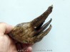 DENT DE MAMMOUTH: mammuthus primigenius (13)