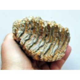 DENT DE MAMMOUTH:  mammuthus primigenius (14)