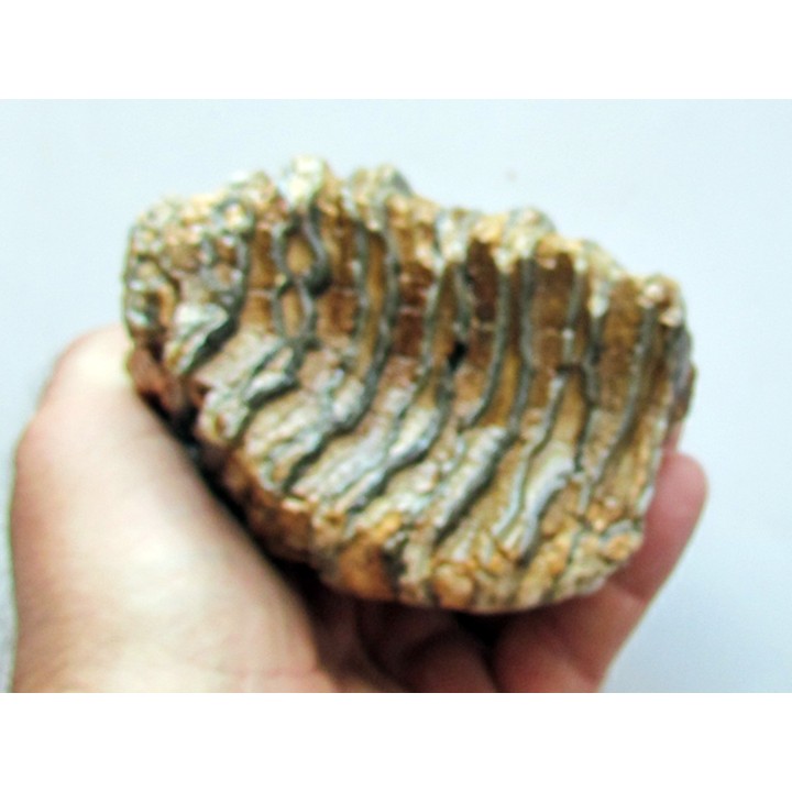MAMMOTH TOOTH:  mammuthus primigenius (14)