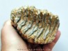 DENT DE MAMMOUTH: mammuthus primigenius (14)
