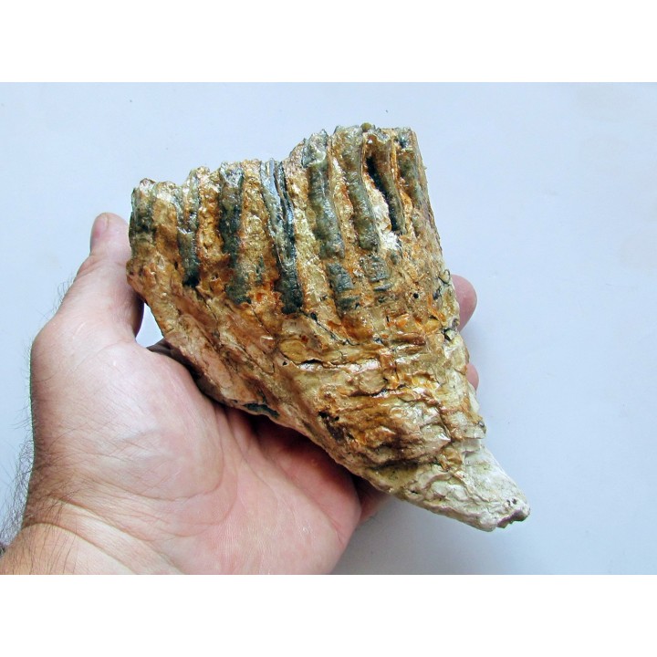 MAMMOTH TOOTH:  mammuthus primigenius (14)