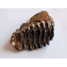 DENT DE MAMMOUTH:  mammuthus primigenius (15)