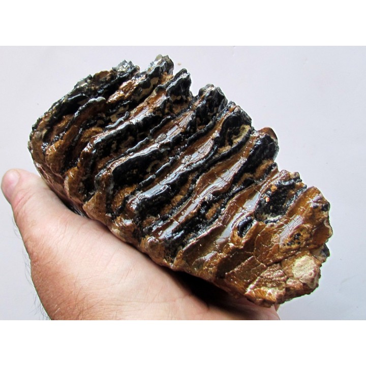 MAMMOTH TOOTH:  mammuthus primigenius (15)
