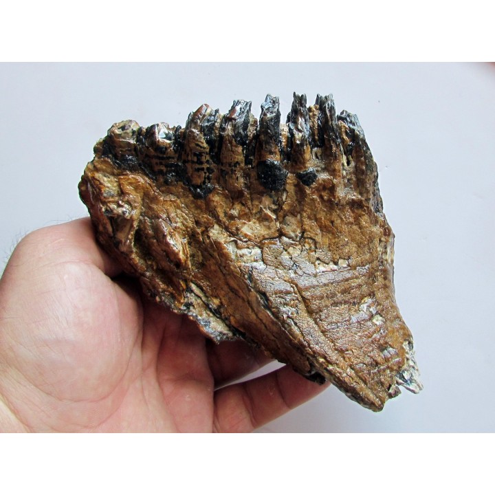 MAMMOTH TOOTH:  mammuthus primigenius (15)