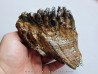 DENT DE MAMMOUTH:  mammuthus primigenius (15)