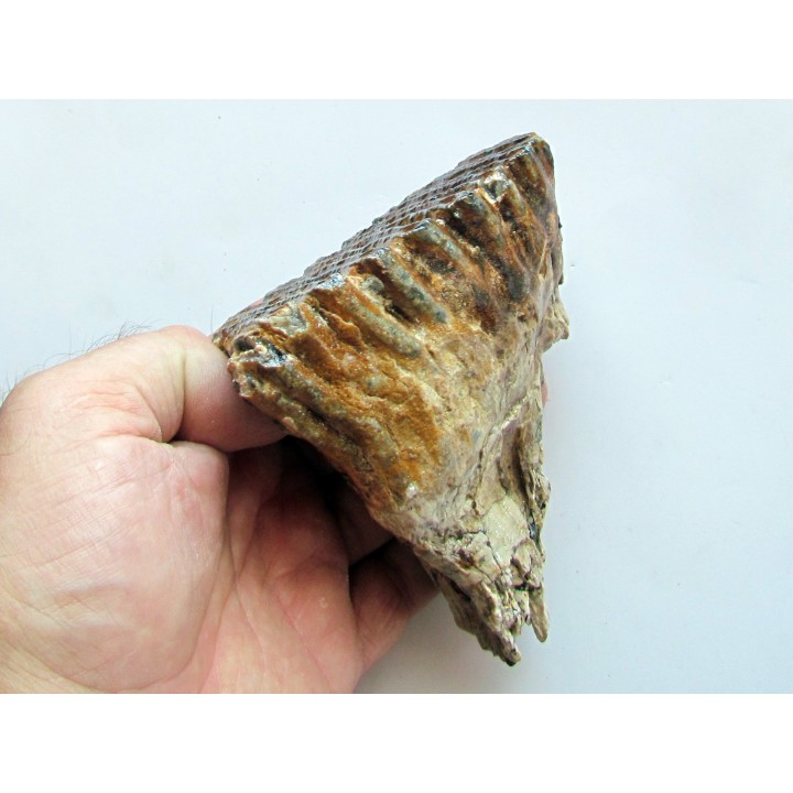 MAMMOTH TOOTH:  mammuthus primigenius (16)
