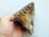 DENT DE MAMMOUTH: mammuthus primigenius (16)