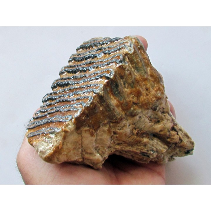 MAMMOTH TOOTH:  mammuthus primigenius (16)
