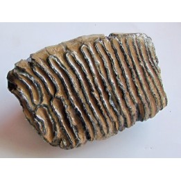 MAMMOTH TOOTH:  mammuthus primigenius (17)