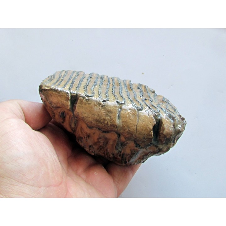 MAMMOTH TOOTH:  mammuthus primigenius (17)