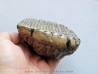 MAMMOTH TOOTH:  mammuthus primigenius (17)