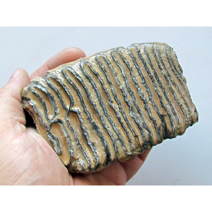 MAMMOTH TOOTH:  mammuthus primigenius (17)