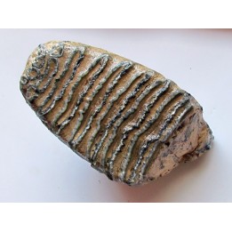 MAMMOTH TOOTH:  mammuthus primigenius (18)
