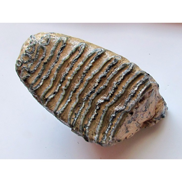 MAMMOTH TOOTH:  mammuthus primigenius (18)