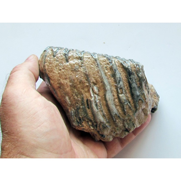 MAMMOTH TOOTH:  mammuthus primigenius (18)