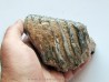 MAMMOTH TOOTH:  mammuthus primigenius (18)
