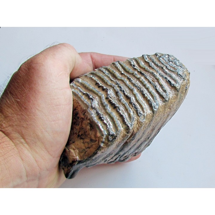 MAMMOTH TOOTH:  mammuthus primigenius (18)