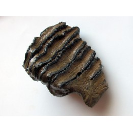 DENT DE MAMMOUTH:  mammuthus meridionalis (1)