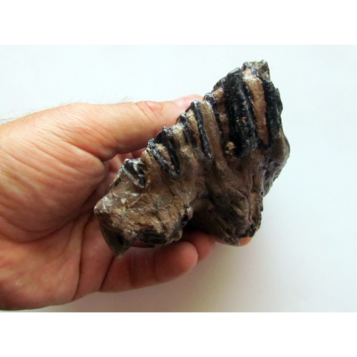 MAMMOTH TOOTH:  mammuthus meridionalis (1)