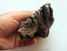MAMMOTH TOOTH:  mammuthus meridionalis (1)