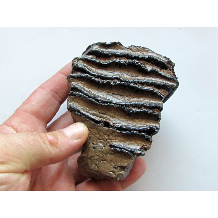 MAMMOTH TOOTH:  mammuthus meridionalis (1)