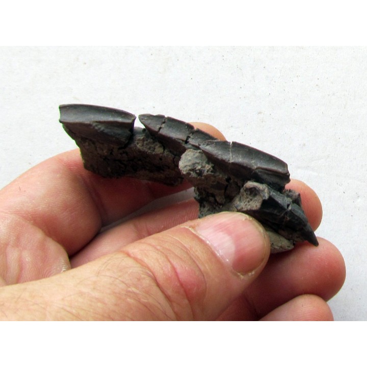 dinosaure teeth: HADROSAURE (3)