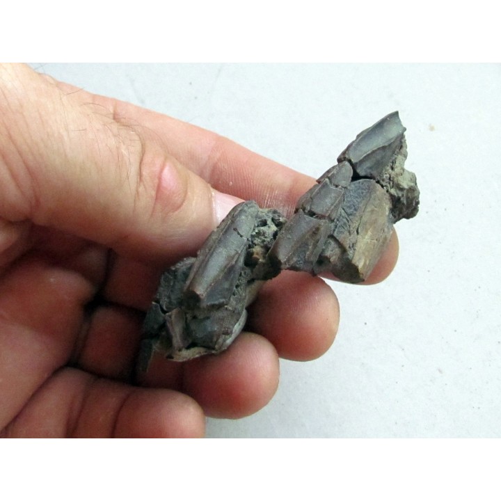 dinosaure teeth: HADROSAURE (3)