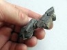 dinosaure teeth: HADROSAURE (3)