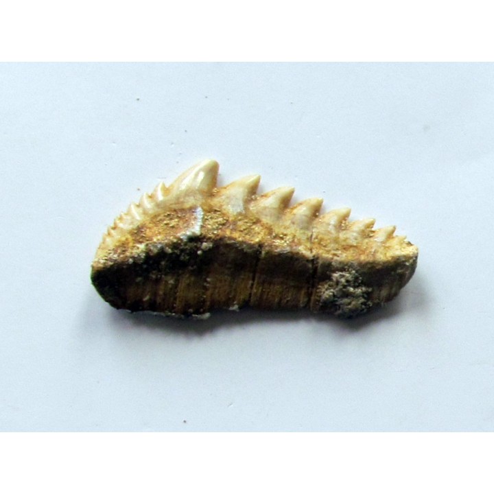 notidanodon loozi (3)