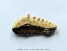notidanodon loozi (3)