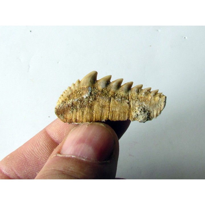 notidanodon loozi (3)