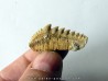 notidanodon loozi (3)