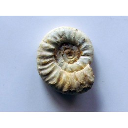 Mirosphinctes-aff-frickensis (1)