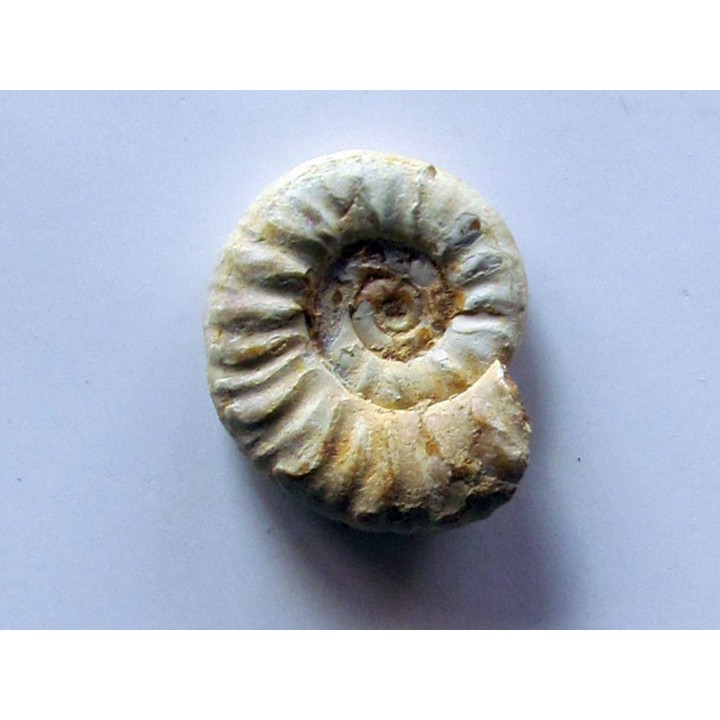 Mirosphinctes-aff-frickensis (1)