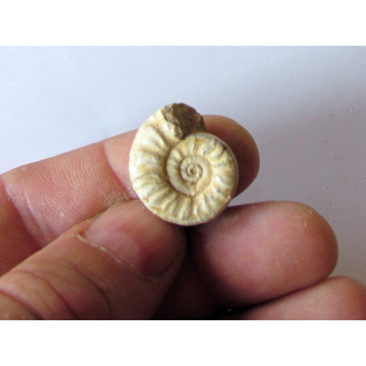 Mirosphinctes-aff-frickensis (1)
