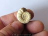 Mirosphinctes-aff-frickensis (1)
