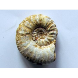 Mirosphinctes-aff-frickensis (2)