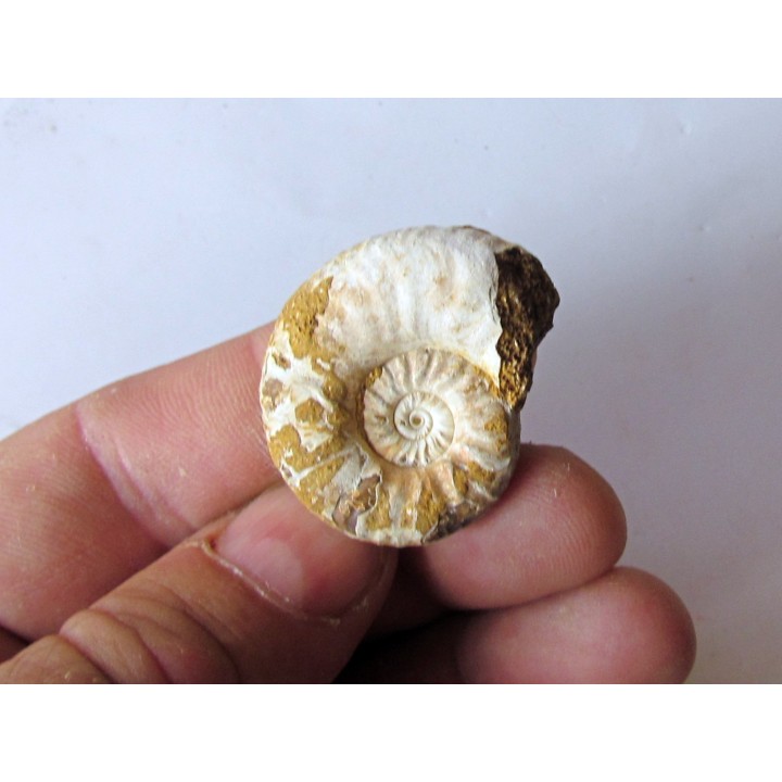 Mirosphinctes-aff-frickensis (2)