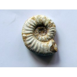 Mirosphinctes-aff-frickensis (3)
