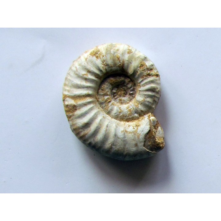 Mirosphinctes-aff-frickensis (3)