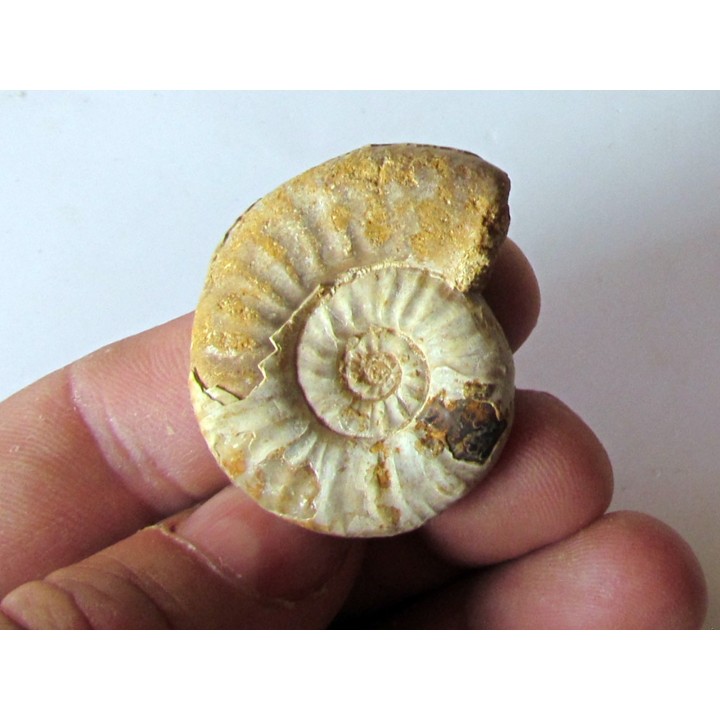 Mirosphinctes-aff-frickensis (3)