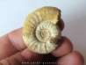 Mirosphinctes-aff-frickensis (3)