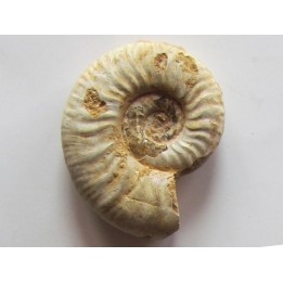 Mirosphinctes-aff-frickensis (4)