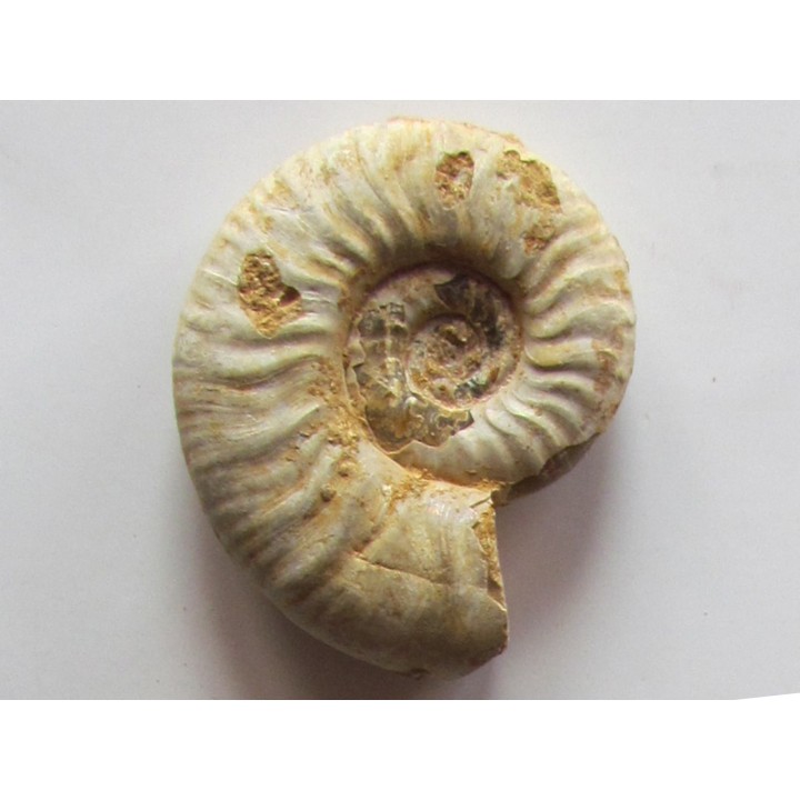 Mirosphinctes-aff-frickensis (4)